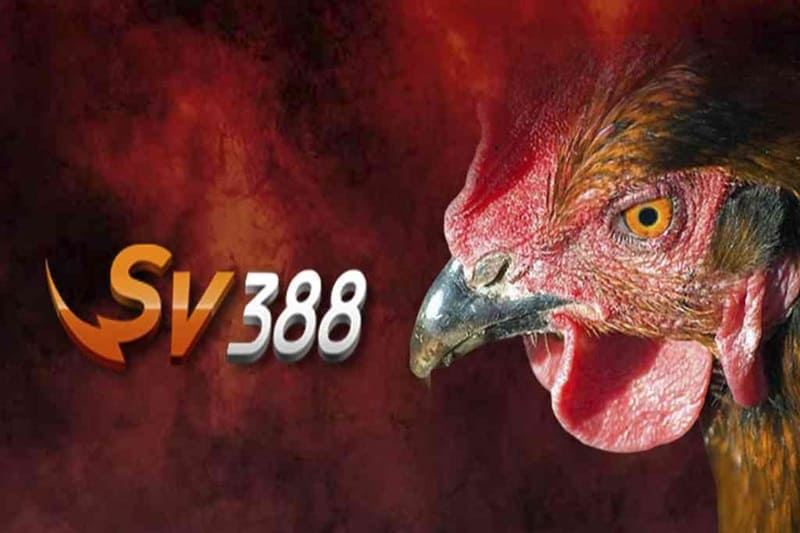 Các sảnh game của sv388 - Đá gà